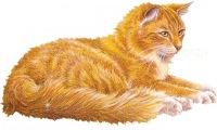 Cat Catid, 21 марта , Москва, id111891815
